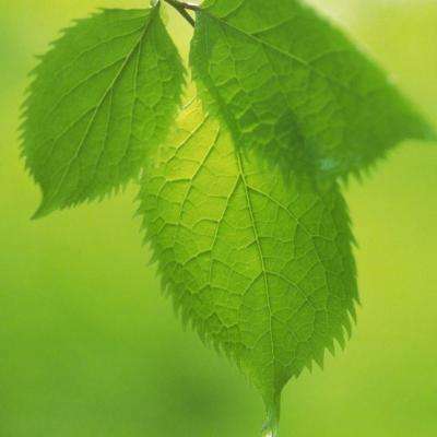 半岛5.0下载官网