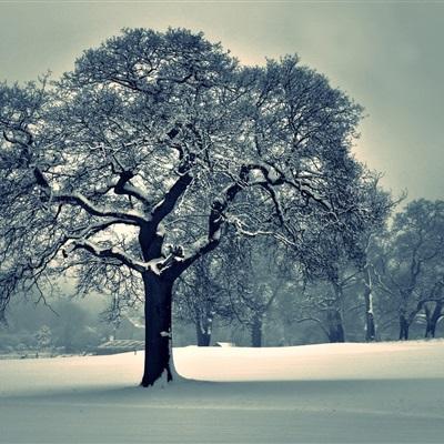 皇冠crown体育下载